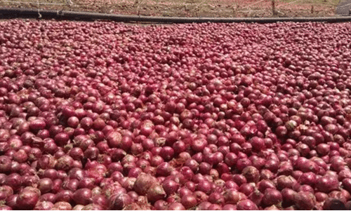 ഉള്ളി കയറ്റുമതിയിൽ ഇരുപത് ശതമാനം നികുതി കുറയ്ക്കാൻ തീരുമാനവുമായി ഗവൺമെന്റ്; ഏപ്രിൽ ഒന്നു മുതൽ പ്രാബല്യത്തിൽ