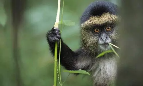 മൃഗങ്ങളും മികച്ച കൊമേഡിയൻമാരാണ്;   കാണാം മനോഹരമായ വൈൽഡ്‌ ലൈഫ് കോമഡി ചിത്രങ്ങൾ