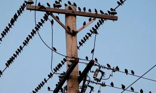 റോഡിൽ പൊട്ടികിടന്ന ഹൈടെൻഷൻ വൈദ്യുതിയിൽ നിന്ന് ഷോക്കേറ്റ് 3പേർ വെന്തു മരിച്ചു