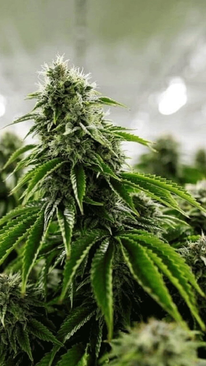 പിടിക്കപ്പെടുന്നതല്ല, കഞ്ചാവ് വലിക്കുന്നവർ കൂടുതൽ ഭയപ്പെടേണ്ടത് ഈ കാര്യം