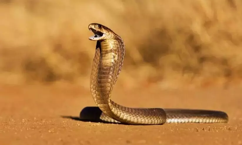 വേനൽചൂട് കൂടുന്നു; കരുതിയിരിക്കാം പാമ്പുകളെ...