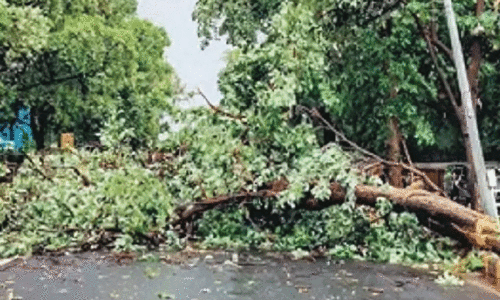 പി​താ​വി​നൊ​പ്പം ബൈ​ക്കി​ൽ  സ​ഞ്ച​രി​ച്ച പി​ഞ്ചു​കു​ഞ്ഞ്  മ​രം വീ​ണ് മ​രി​ച്ചു