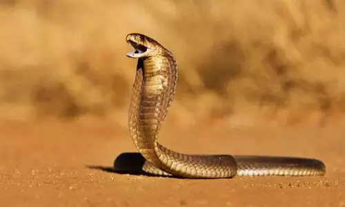 വേനൽചൂട് കൂടുന്നു; കരുതിയിരിക്കാം പാമ്പുകളെ...