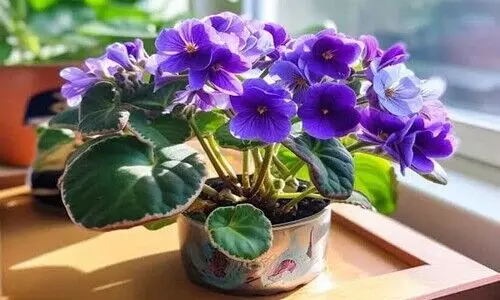 വീടകം കളറാക്കാൻ 12 വർണ്ണാഭമായ ഇൻഡോർ പൂച്ചെടികൾ