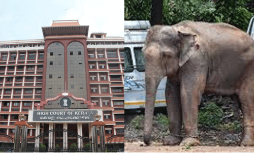 ആറളത്തെ വന്യജീവി ആക്രമണം; വ്യക്തമായ വിശദീകരണം നൽകാത്തതിൽ ഹൈകോടതി വിമർശനം