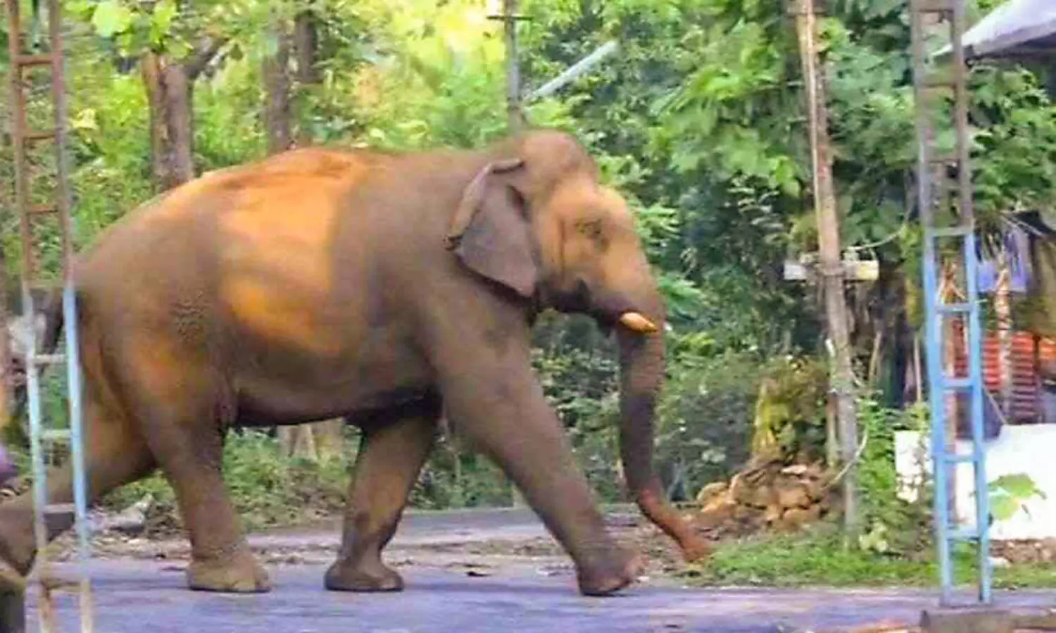 ഏ​ഴാ​റ്റു​മു​ഖം ഗ​ണ​പ​തി​യു​ടെ വി​ള​യാ​ട്ട​ത്തി​ൽ വി​റ​ച്ച്​ പ​ച്ച​ക്കാ​ട് മേ​ഖ​ല