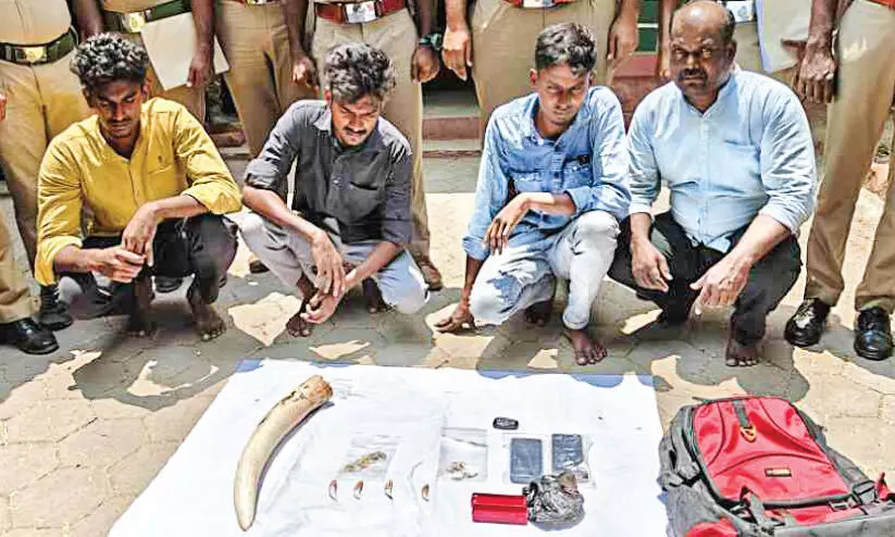 ആനക്കൊമ്പ്, പുലിയുടെ പല്ല്, നഖം എന്നിവയുമായി നാലുപേർ പിടിയിൽ ആനക്കൊമ്പ്, പുലിയുടെ പല്ല്, നഖം എന്നിവയുമായി നാലുപേർ പിടിയിൽ