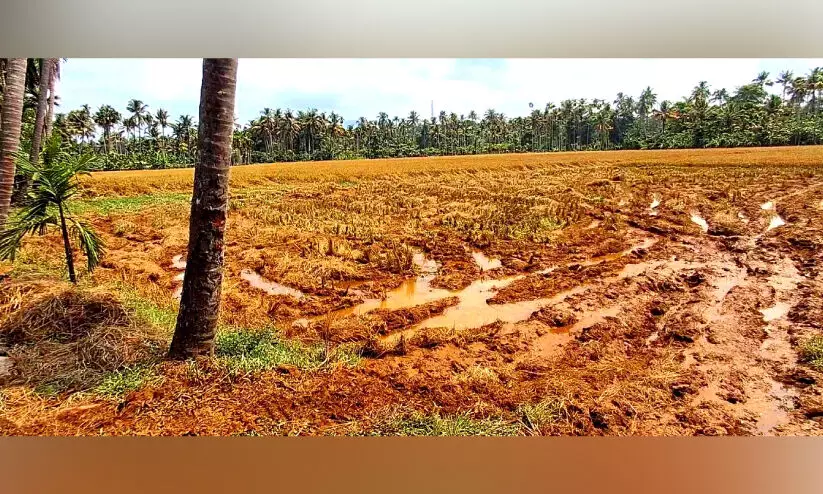 മാങ്കുറ്റിപ്പാടത്തെ മുണ്ടകന് കൊയ്ത്ത് പ്രതിസന്ധിയില് മാങ്കുറ്റിപ്പാടത്തെ മുണ്ടകന് കൊയ്ത്ത് പ്രതിസന്ധിയില്