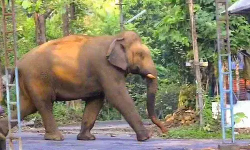 ഏഴാറ്റുമുഖം ഗണപതിയുടെ വിളയാട്ടത്തിൽ വിറച്ച് പച്ചക്കാട് മേഖല ഏഴാറ്റുമുഖം ഗണപതിയുടെ വിളയാട്ടത്തിൽ വിറച്ച് പച്ചക്കാട് മേഖല