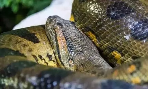 ആമസോൺ കാട്ടിൽ ഏറ്റവും വലിയ അനാക്കോണ്ടയെ കണ്ടെത്തി; സംഭവം വിൽസ്മിത്ത് ഷോയുടെ ചിത്രീകരണത്തിനിടെ