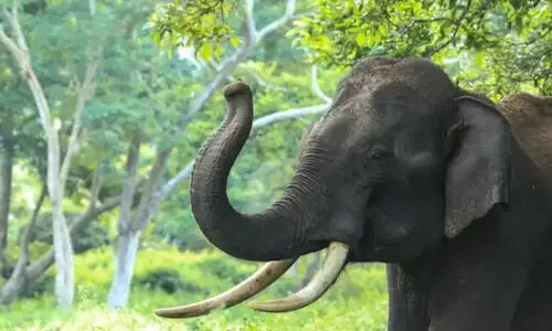 മലയാറ്റൂര്‍ കാട്ടാന ആക്രമണം : കമ്പിവേലികള്‍ കെട്ടി നിയന്ത്രണം ഏര്‍പ്പെടുത്തി