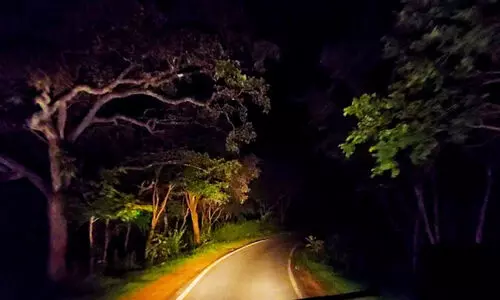 Bandipur Travel Ban Bandipur Travel Ban