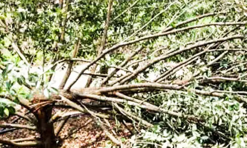 കാറ്റ് നാമാവശേഷമാക്കിയത് 15 വർഷത്തെ അധ്വാനം