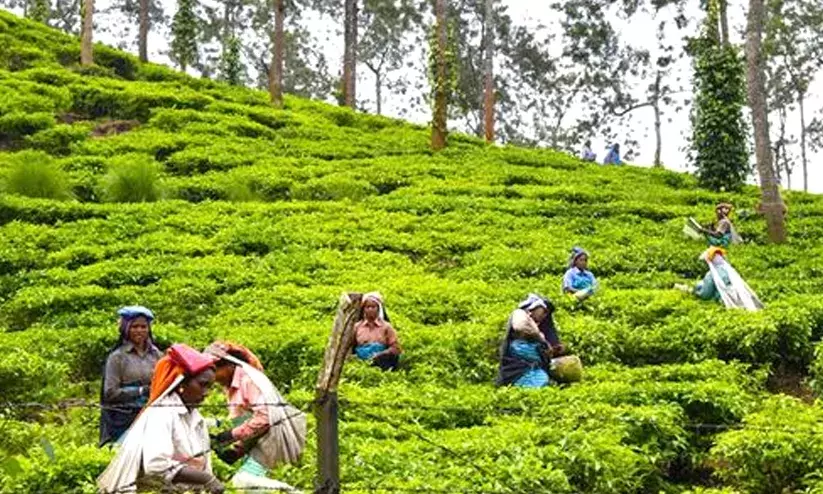tea plantation 987987