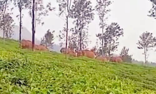 ഒഴിയാത്ത കാട്ടാനപ്പേടി; പൊ​ഴു​ത​ന പ​ഞ്ചാ​യ​ത്തിൻറെ ഉറക്കം കെടുത്തി കാട്ടാനകൂട്ടം