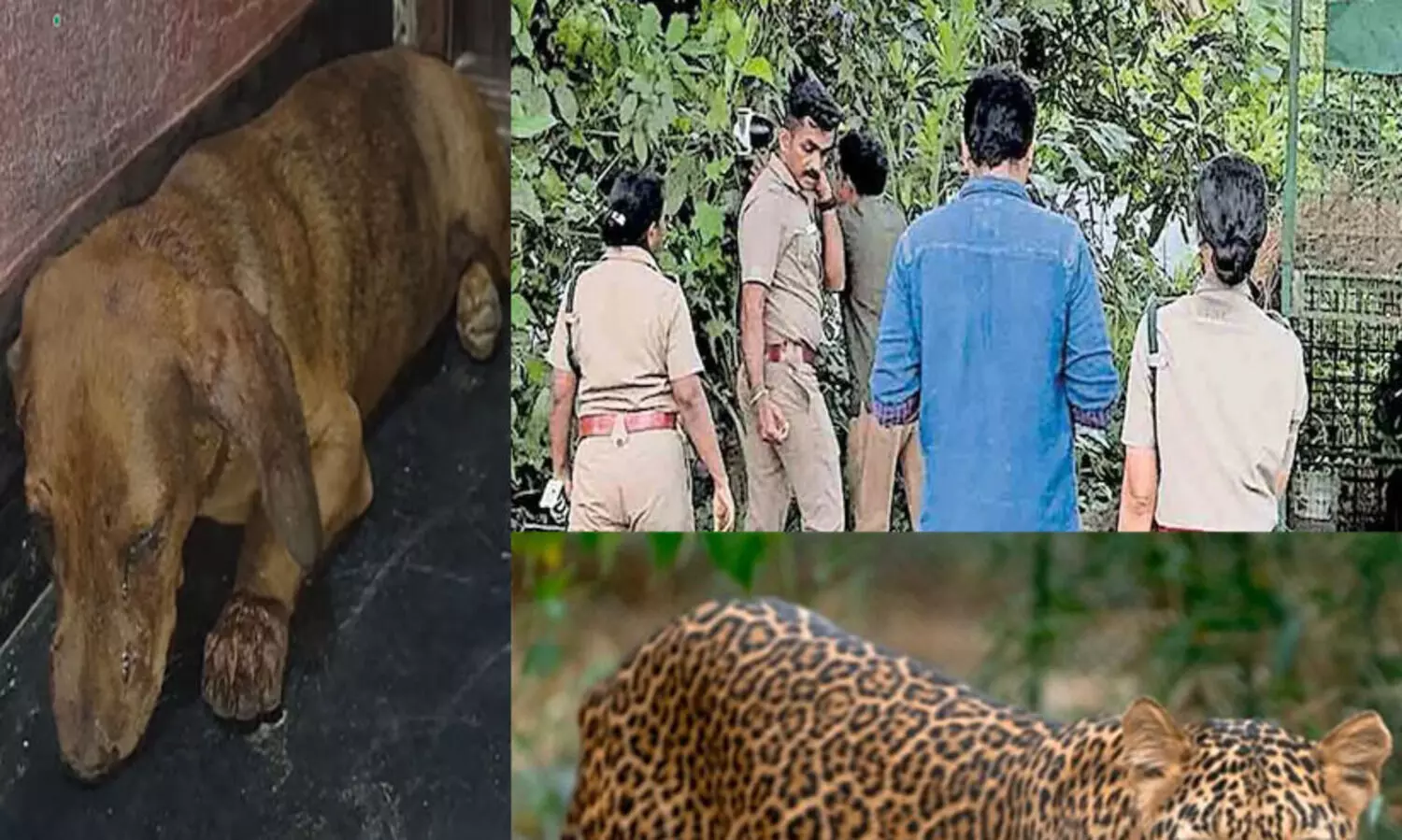 ചാലക്കുടിക്കാരെ ഭീതിയിലാക്കി വീണ്ടും പുലിയുടെ സാന്നിധ്യം