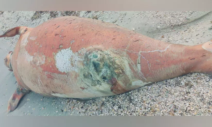 ക​ട​ൽ​പ്പ​ശു​ക്ക​​ൾ ച​ത്ത​നി​ല​യി​ൽ; അ​​ന്വേ​ഷ​ണ​വു​മാ​യി മ​ന്ത്രാ​ല​യം