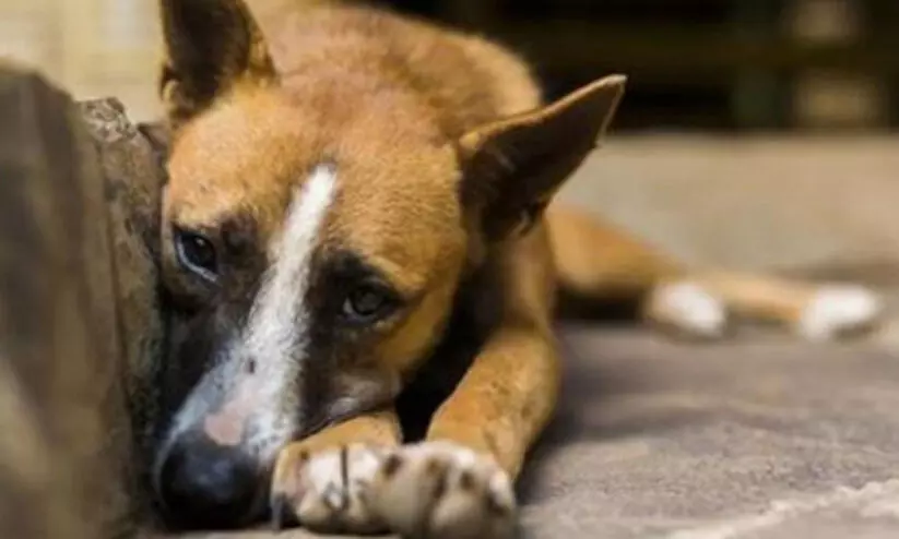 പേവിഷ ബാധ ഭീഷണിയിൽ കോട്ടയം; കു​റു​ന​രി​യും കു​റു​ക്ക​നും ച​ത്ത​നി​ല​യി​ല്‍; പൂ​ച്ച​ക​ളും നാ​യ്ക്ക​ളും ച​ത്ത​ത് പേ​വി​ഷ​ബാ​ധ​യെ​ത്തു​ട​ര്‍ന്നെന്ന്​​ സം​ശ​യം