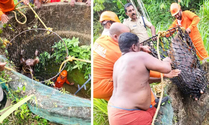 ഓടിച്ചാടി കിണറ്റിൽ വീണു; വലയിൽ തൂങ്ങിച്ചാടി കയറി; 20 അടിയുള്ള കിണറ്റിൽ വീണ പശുക്കുട്ടിക്ക് രക്ഷകരായി അഗ്നിരക്ഷാസേന ഓടിച്ചാടി കിണറ്റിൽ വീണു; വലയിൽ തൂങ്ങിച്ചാടി കയറി; 20 അടിയുള്ള കിണറ്റിൽ വീണ പശുക്കുട്ടിക്ക് രക്ഷകരായി അഗ്നിരക്ഷാസേന