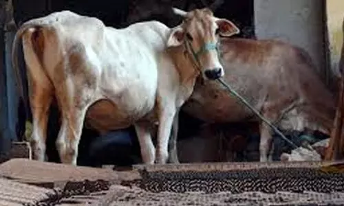 സൂ​റ​ത്ത്ക​ലി​ൽ തീ​വ്ര ഹി​ന്ദുത്വ പ്ര​വ​ർ​ത്ത​ക​ർ കാ​ലി​ക്ക​ട​ത്ത് ത​ട​ഞ്ഞു; 25 കാ​ലി​ക​ളെ പി​ടി​ച്ചെ​ടു​ത്ത് പൊ​ലീ​സി​ന് കൈ​മാ​റി