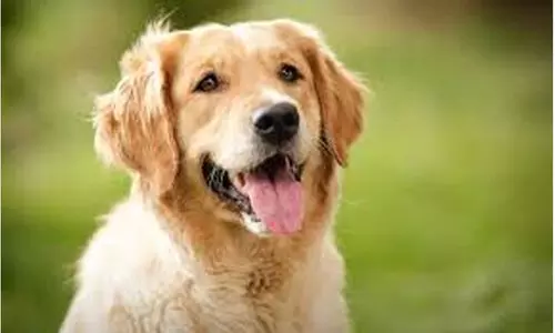 വീട് വാ​ട​ക​ക്കെ​ടു​ത്ത്  നായ്ക്കൂട്ടത്തെ വളർത്തൽ; തെളിവെടുപ്പ്​ നടത്തി അധികൃതർ; പ്ര​ദേ​ശം പൊ​ലീ​സ് നി​രീ​ക്ഷ​ണ​ത്തി​ൽ