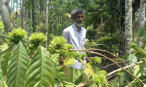 വെള്ളയല്ല, ഇവിടെ കാപ്പിപൂവിന് പച്ചനിറം