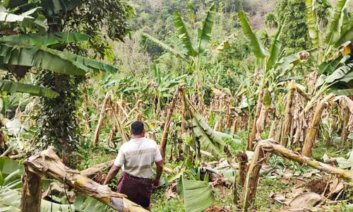 കാ​റ്റി​ൽ ആ​യി​ര​ത്തി​ലേ​റെ വാ​ഴ​ക​ൾ​ക്ക് നാ​ശം