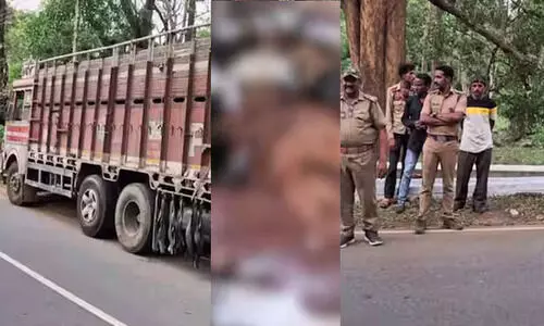 കാട്ടിനുള്ളിൽ ലോറി: ചത്ത ആടുകളെ കാട്ടിലെറിഞ്ഞ സംഘം പിടിയിൽ