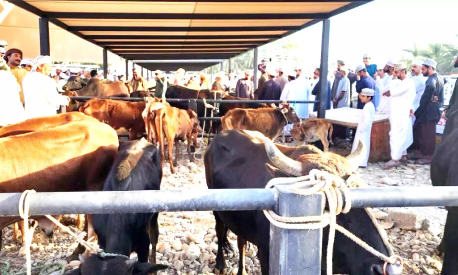 റു​സ്താ​ഖി​ലെ ലേ​ല​ത്തി​ൽ പ​ശു​ വി​റ്റു​പോ​യ​ത് മോ​ഹവി​ല​യ്ക്ക്