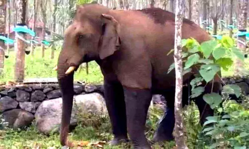 മേ​ഖ​ല​യി​ൽ ഭീ​തി പ​ട​ർ​ത്തി ഏ​ഴാ​റ്റു​മു​ഖം ഗ​ണ​പ​തി