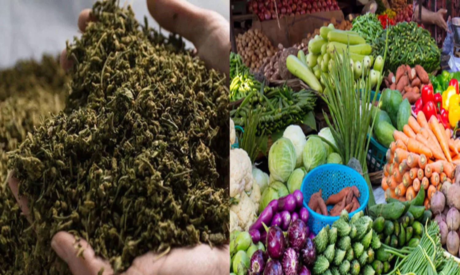 മലപ്പുറം വെട്ടത്തൂരിൽ പച്ചക്കറി കടയിൽ നിന്ന് തോക്കുകളും കഞ്ചാവും പിടിച്ചെടുത്തു; ഒരാൾ കസ്റ്റഡിയിൽ