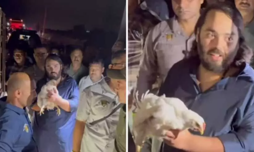 അംബാനിയുടെ പി.ആർ ടീം വെറും ശോകം! പദയാത്രക്കിടെ കോഴികളെ ‘രക്ഷപ്പെടുത്തി’യ ആനന്ദിനെ ട്രോളി നെറ്റിസൺസ്