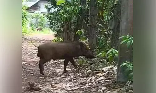 ഇടവയിൽ കാട്ടുപന്നികളിറങ്ങി; ആശങ്കയിൽ നാട്ടുകാർ