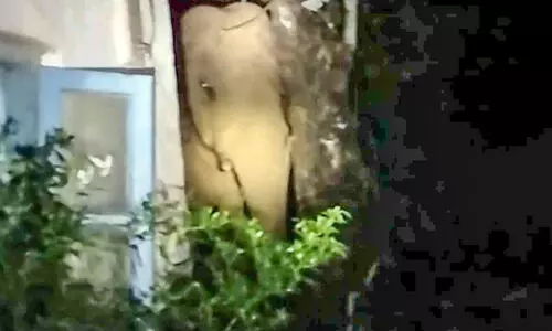 പാഡികള്‍ക്കടുത്ത്​ എത്തുന്ന കാട്ടാനയെ ഉള്‍ക്കാട്ടിലേക്ക് തുരത്തണമെന്ന് ആവശ്യം