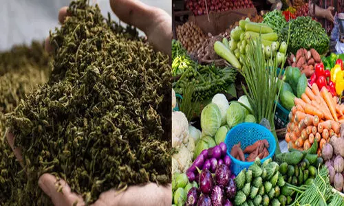 മലപ്പുറം വെട്ടത്തൂരിൽ പച്ചക്കറി കടയിൽ നിന്ന് തോക്കുകളും കഞ്ചാവും പിടിച്ചെടുത്തു; ഒരാൾ കസ്റ്റഡിയിൽ