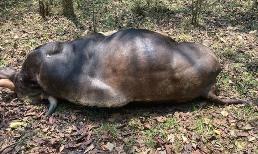കാ​ട്ടു​പോ​ത്തും കു​ഞ്ഞും വെ​ടി​യേ​റ്റു കൊ​ല്ല​പ്പെ​ട്ട നി​ല​യി​ൽ
