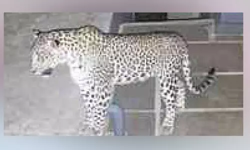 പ​റ​ക്ക​ളാ​യി​യി​ൽ വീണ്ടും പുലി ഭീതി; പുറത്തിറങ്ങാൻ പേടിയോടെ നാട്ടുകാർ; കൂടു സ്ഥാപിക്കാൻ ഇനിയും സമയമെടുക്കും