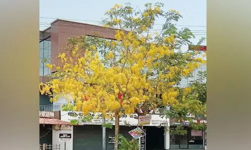 മ​ഞ്ഞ​വ​സ​ന്ത​മൊ​രു​ക്കി വി​ഷു​വി​നെ വ​ര​വേ​റ്റ് കൊ​ന്ന​പ്പൂ​ക്ക​ൾ