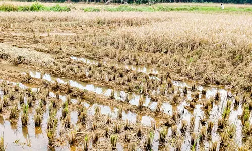 കു​ള​ത്തി​ലെ വെ​ള്ളം വ​യ​ലി​ലേ​ക്ക് തു​റ​ന്നു​വി​ട്ടു; 25 ഏ​ക്ക​റി​ലെ നെ​ല്ല് കൊ​യ്യാ​നാ​കാ​തെ ക​ർ​ഷ​ക​ർ