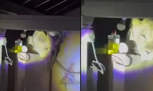 അടുക്കള ഭിത്തിയിലിരുന്ന് വീടിനുള്ളിലേക്ക് എത്തി നോക്കുന്ന സിംഹം; ഞെട്ടിക്കുന്ന വിഡിയോ വൈറൽ