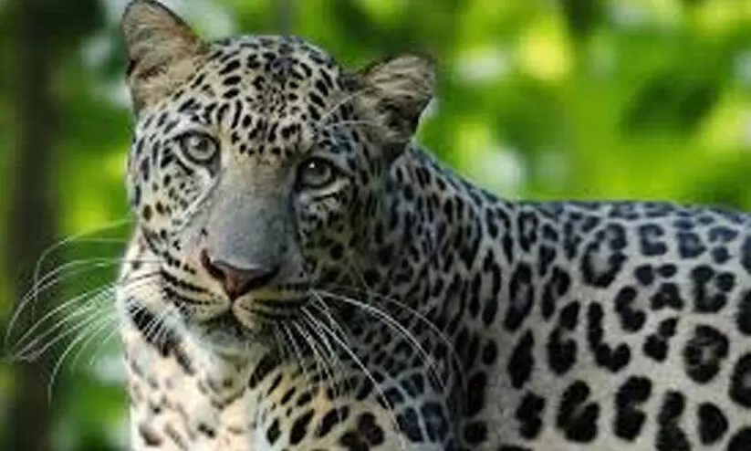 വീട്ടിനുള്ളിൽ കയറിയ പുള്ളിപ്പുലിയെ പൂട്ടിയിട്ട് വീട്ടുകാർ വീട്ടിനുള്ളിൽ കയറിയ പുള്ളിപ്പുലിയെ പൂട്ടിയിട്ട് വീട്ടുകാർ