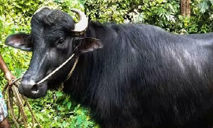 പോത്തിനരികിൽ പരിക്കേറ്റ നിലയിൽ കണ്ടെത്തിയ ഹോട്ടലുടമ മരിച്ചു