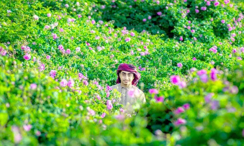 ജ​ബ​ൽ അ​ഖ്​​ദ​റി​ൽ ഇ​നി റോ​സാ​പ്പൂ​കാ​ലം...