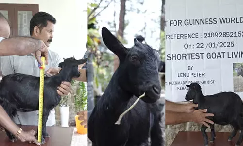 ഉയരം വെറും 40.50 സെന്‍റിമീറ്റർ; ലോകത്തിലെ ഏറ്റവും ചെറിയ ആട് ഇടുക്കിക്കാരി കറുമ്പി, ഗിന്നസ് വേൾഡ് റെക്കോഡ് സമ്മാനിച്ചു