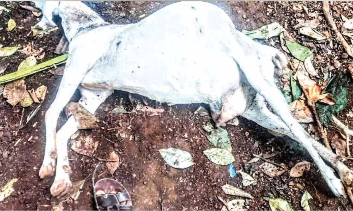 അ​മ്പ​ഴ​ക്കാ​ട് ആറ് ആടുകളെ കടിച്ചു കൊന്നത് പുലി എന്ന് സംശയം