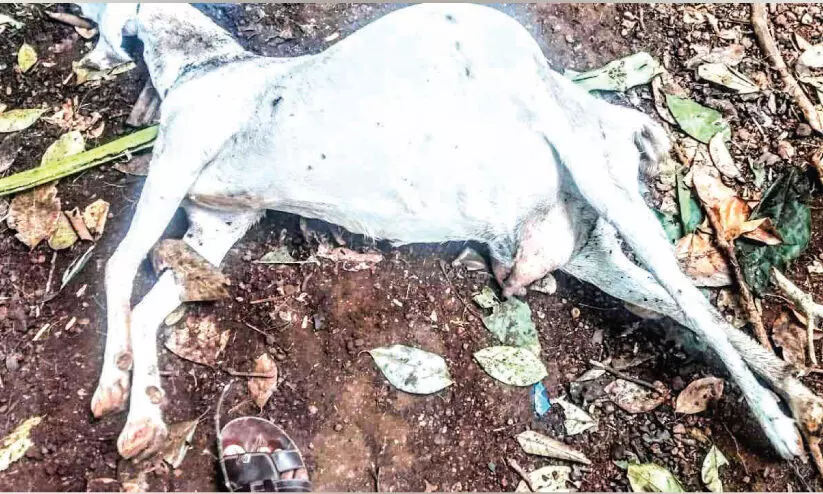 അ​മ്പ​ഴ​ക്കാ​ട് ആറ് ആടുകളെ കടിച്ചു കൊന്നത് പുലി എന്ന് സംശയം