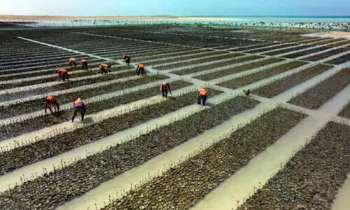 സൗ​ദി തീ​ര​പ്ര​ദേ​ശ​ങ്ങ​ളി​ൽ 24 ല​ക്ഷം ക​ണ്ട​ൽ ചെ​ടി​ക​ളു​ടെ ന​ടീ​ൽ പൂ​ർ​ത്തി​യാ​യ​താ​യി അ​ധി​കൃ​ത​ർ