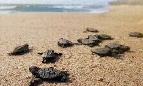 തീ​ര​മൊ​രു​ങ്ങി; ക​ട​ലാ​മ സീ​സ​ണി​ന് തു​ട​ക്കം