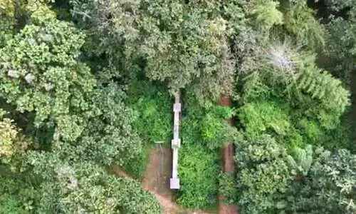 കിഫ്ബിയിൽ തളിർക്കുന്നു, വനവികസനത്തിന്റെ പച്ചപ്പ്