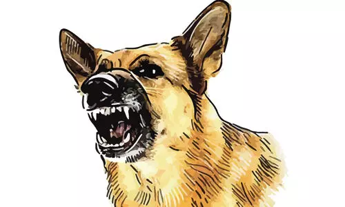 തെരുവുനായെ കണ്ടെത്താനായില്ല; ഭീതിയിൽ നാട്ടുകാർ